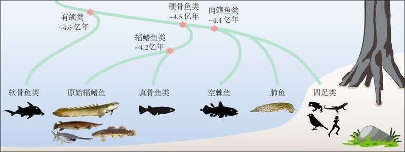 银龙鱼掉鳞怎么回事（银龙鱼掉鳞会持续多久？） 水族问答 第2张