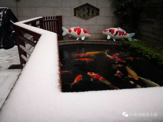 龙鱼怎么搭配养鱼（龙鱼的搭配养鱼方法） 水族问答