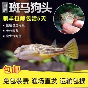 周口金龙鱼油厂搬迁了吗今年（周口金龙鱼油厂搬迁及新进展） 水族问答 第1张