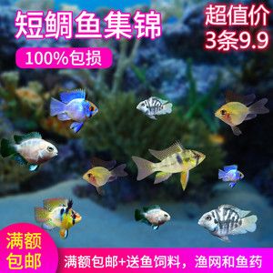 2024品牌故事金龙鱼（金龙鱼品牌发展历程中的几个关键问题） 水族问答 第1张