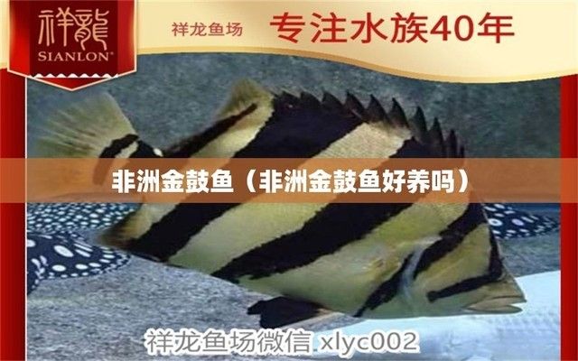 2024世界龙鱼锦标赛（-2024世界龙鱼锦标赛2024年在新加坡举行） 水族问答 第1张