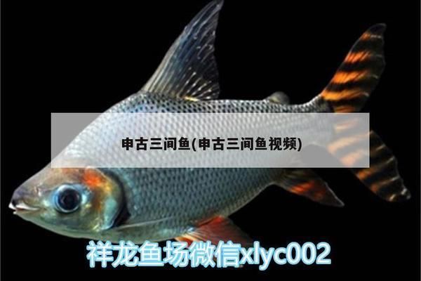 20厘米的红龙鱼年龄大不大（红龙鱼一般多久换一次水？） 水族问答 第2张