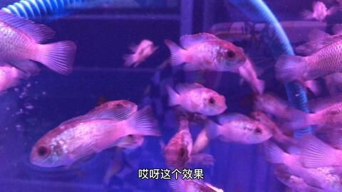 24k金金龙鱼（24k金金龙鱼是如何制造的？） 水族问答 第2张