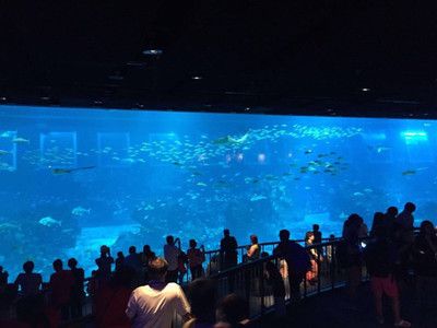 水族馆什么意思（水族馆不仅是欣赏美丽水生生物的好地方，也是一个重要的教育项目） 水族馆百科（水族馆加盟） 第4张