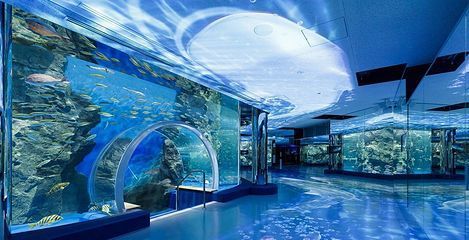 水族馆什么意思（水族馆不仅是欣赏美丽水生生物的好地方，也是一个重要的教育项目） 水族馆百科（水族馆加盟） 第5张