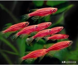 25度养龙鱼（25度的水温适合养龙鱼吗？） 水族问答 第2张