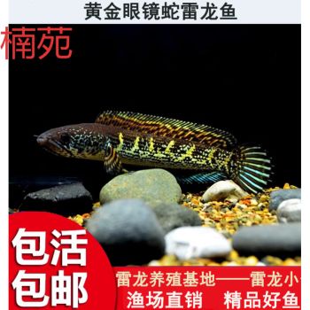 3斤银龙鱼市场价多少钱一条（3斤银龙鱼的价格是多少？） 水族问答 第3张