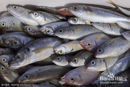 40cm龙鱼一天吃多少食物正常（关于龙鱼饮食管理的问题） 水族问答 第1张