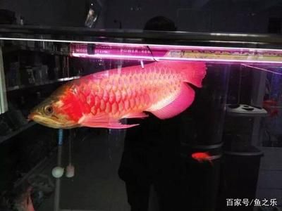 40公分的龙鱼需要多大的缸（关于龙鱼的问题） 水族问答 第2张