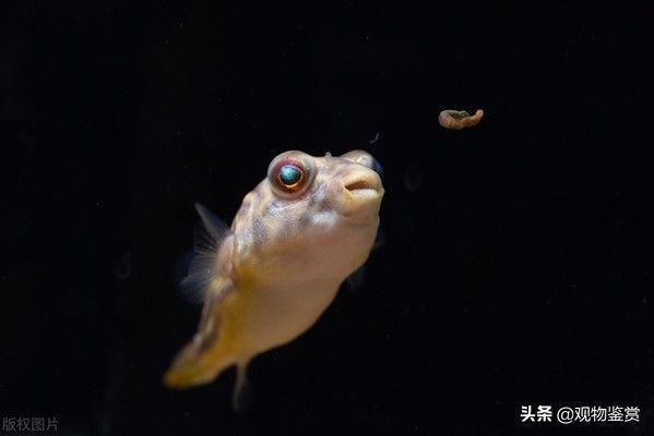 40公分的龙鱼一次喂多少虾肉合适（关于龙鱼的问题） 水族问答 第3张