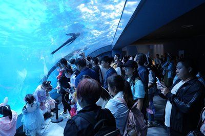 水族馆有什么工作内容（水族馆环境维护的创新方法,） 水族馆百科（水族馆加盟） 第2张