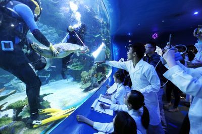 水族馆有什么工作内容（水族馆环境维护的创新方法,） 水族馆百科（水族馆加盟） 第6张