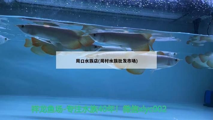 周口水族批发市场：周口水族批发市场在哪里有 全国观赏鱼市场 第6张