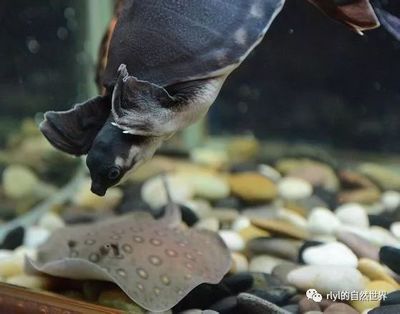 猪鼻龟怎么下蛋的视频：猪鼻龟怎么下蛋，猪鼻龟下蛋的繁殖习性和什么时候下蛋 猪鼻龟百科 第5张