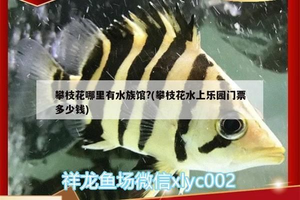 攀枝花水族馆：攀枝花哪里有水族馆 全国观赏鱼市场 第4张