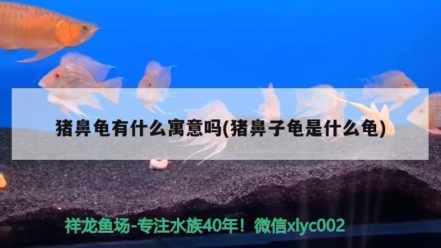 猪鼻龟招财吗还是招财：猪鼻龟招财龟和金钱龟的招财案例分析猪鼻龟与四灵文化关系 猪鼻龟百科 第6张