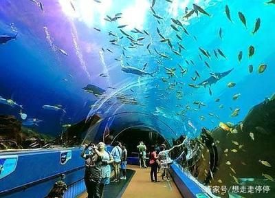 水族馆建造费用多少钱：中小型水族馆选址技巧有哪些水族馆设备品牌推荐 水族馆百科（水族馆加盟） 第4张