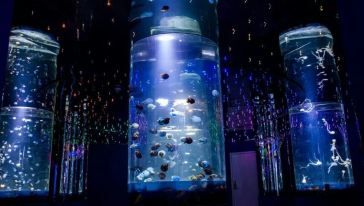 水族馆店铺介绍语：水族馆宠物养护知识, 水族馆百科（水族馆加盟） 第4张