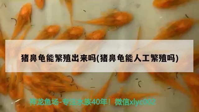 猪鼻龟 人工繁殖多久：人工繁殖猪鼻龟可以活多久)猪鼻龟能活多久 猪鼻龟百科 第7张