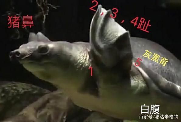 猪鼻龟好不好养？：猪鼻龟的饲养方法 猪鼻龟百科 第6张