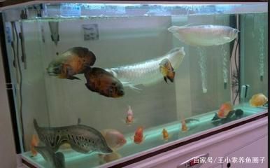 大型龙鱼：关于大型龙鱼的疑问 水族问答 第1张