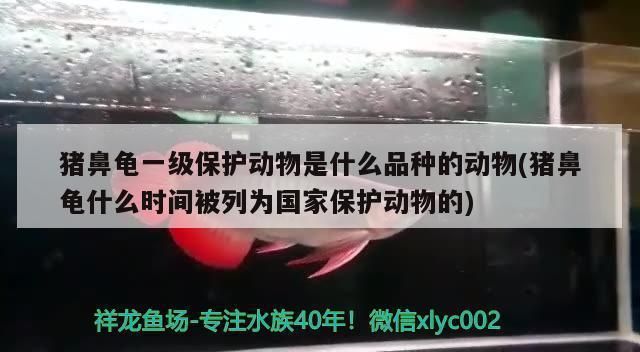 猪鼻龟是濒危动物吗为什么呢：猪鼻龟为什么濒危 猪鼻龟百科 第8张