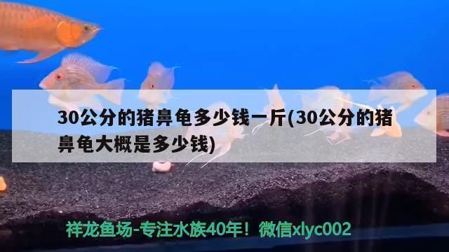 猪鼻龟30公分价格：30公分的猪鼻龟多少钱一斤 猪鼻龟百科 第6张