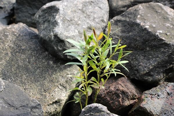 延边朝鲜族自治州观赏鱼批发市场：延吉市鱼缸批发市场 全国观赏鱼市场 第4张