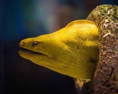 郴州水族批发市场：郴州水族批发市场怎么样 全国观赏鱼市场 第3张