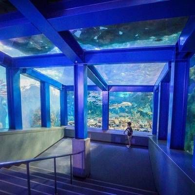 全国水族馆排行2020：海昌海洋公园游玩攻略 水族馆百科（水族馆加盟） 第4张