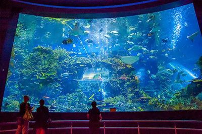 全国水族馆排行2020：海昌海洋公园游玩攻略 水族馆百科（水族馆加盟） 第5张