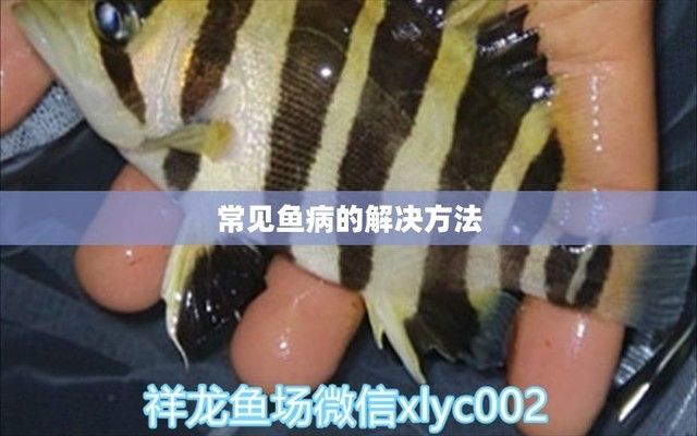 大银龙鱼吃小银龙鱼吗：大银龙鱼与小银龙鱼之间是否存在捕食行为？ 水族问答 第2张