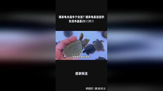 猪鼻龟适合水温：猪鼻龟冬季保温方法，猪鼻龟适合什么水温， 猪鼻龟百科 第8张