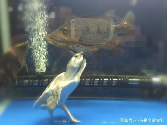 猪鼻龟繁殖技术有哪些：猪鼻龟的生物学及养殖技术 猪鼻龟百科 第4张