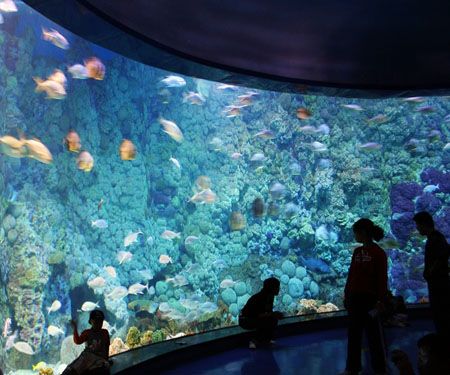 水族馆是什么地方：上海海洋水族馆 水族馆百科（水族馆加盟） 第1张