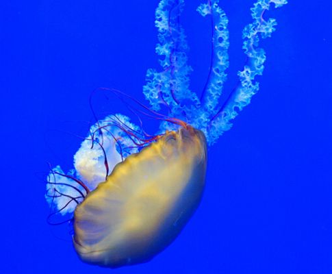 开一个水族馆挣钱吗现在怎么样了：开设水族馆可以吸引众多家庭和旅游客群但成功与否还受地点影响 水族馆百科（水族馆加盟） 第4张