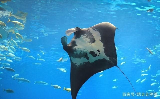 水族馆里有什么？：水族馆是展示和保护水中生物的场所 水族馆百科（水族馆加盟） 第3张