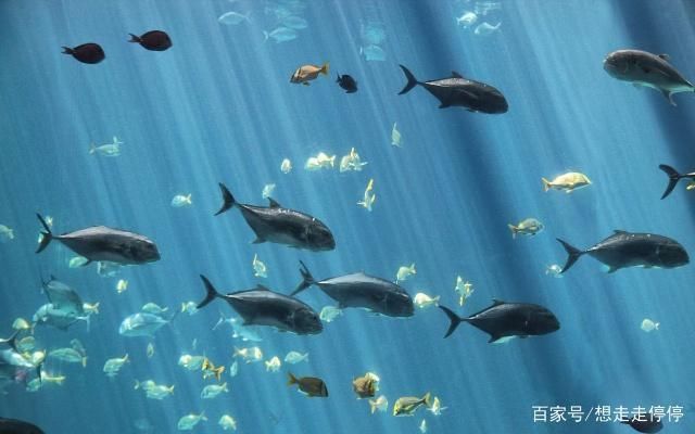 水族馆里有什么？：水族馆是展示和保护水中生物的场所 水族馆百科（水族馆加盟） 第1张