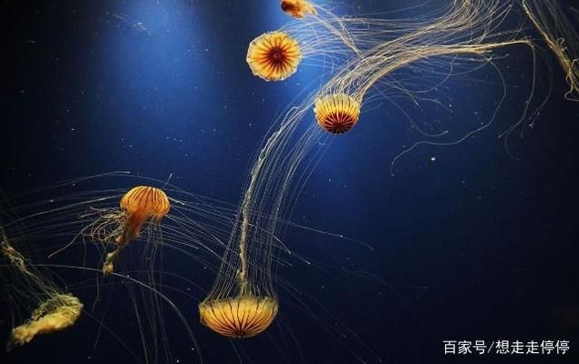 水族馆里有什么？：水族馆是展示和保护水中生物的场所 水族馆百科（水族馆加盟） 第5张