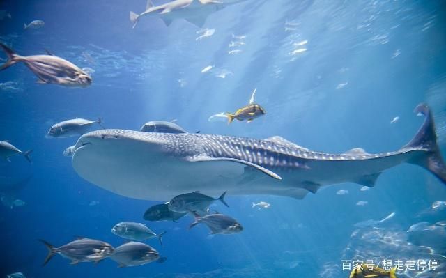 水族馆里有什么？：水族馆是展示和保护水中生物的场所 水族馆百科（水族馆加盟） 第4张