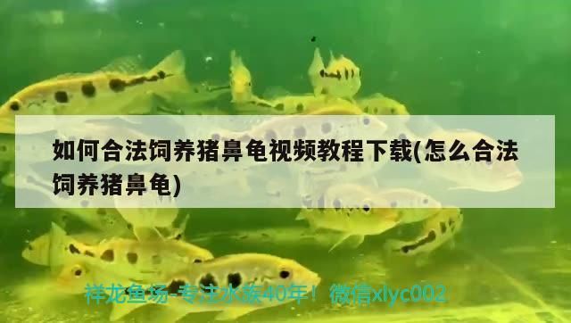 猪鼻龟的饲养教学视频：猪鼻龟怎么养 猪鼻龟百科 第6张