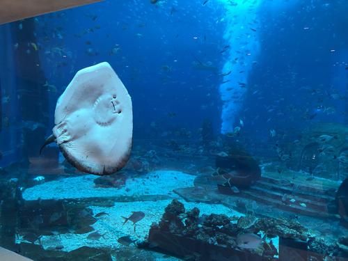 海南哪里有海洋水族馆：亚龙湾海底世界门票价格 水族馆百科（水族馆加盟） 第1张