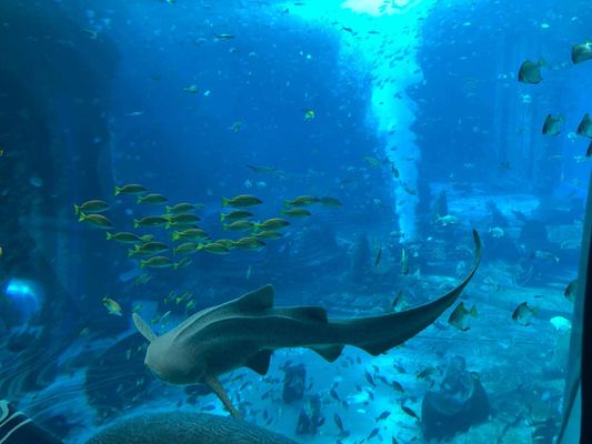 海南哪里有海洋水族馆：亚龙湾海底世界门票价格 水族馆百科（水族馆加盟） 第2张