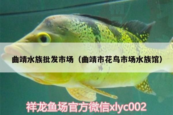 曲靖水族批发市场：曲靖市鱼缸批发市场 全国观赏鱼市场 第5张