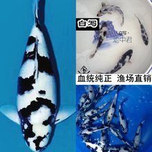 泰州水族批发市场：泰州市水族批发市场 全国观赏鱼市场 第8张