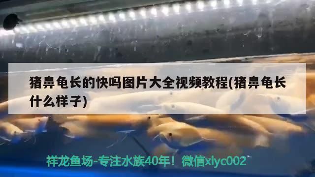 猪鼻龟的生长速度快吗：猪鼻龟长得快吗 猪鼻龟百科 第5张