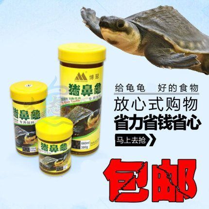 猪鼻龟长到多大喂下沉饲料好：猪鼻龟喂多少合适， 猪鼻龟百科 第5张