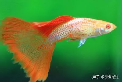 单养龙鱼好处：单养龙鱼会影响水质的稳定性吗？ 水族问答 第1张