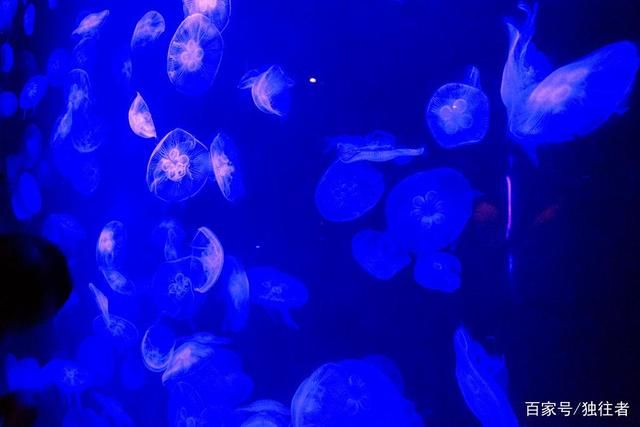 水族馆里面有什么：水族馆展示海洋哺乳动物的绝佳场所 水族馆百科（水族馆加盟） 第4张