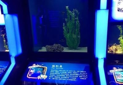 水族馆里面有什么：水族馆展示海洋哺乳动物的绝佳场所 水族馆百科（水族馆加盟） 第6张